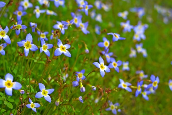 Champ bleuet d été dans la lumière vive