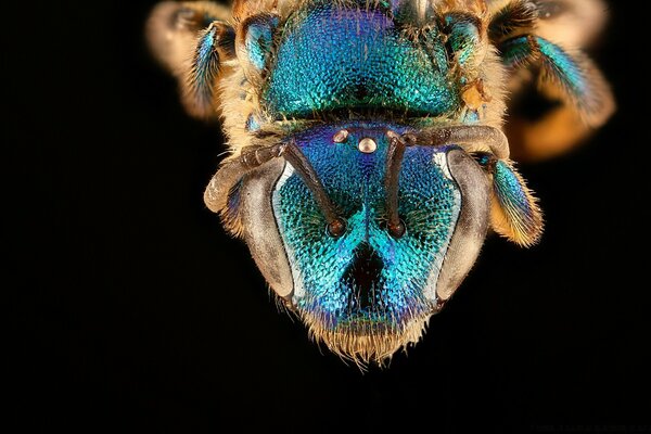 Augochloropsis anonyma abeja azul macro fotografía