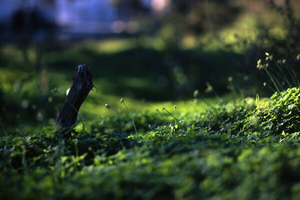 Reviving nature in a green glade