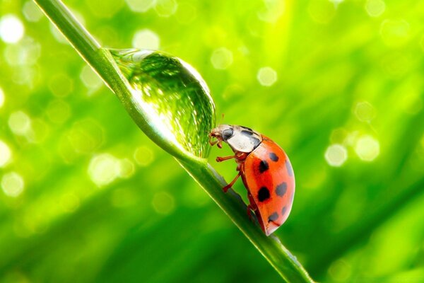 Ladybug walks on a green stalk