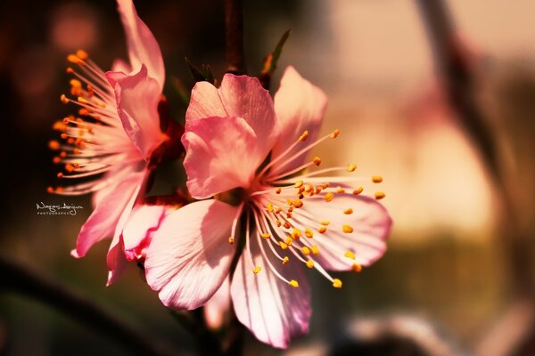 Pequenas flores cor-de-rosa. Fotografia macro. Natureza