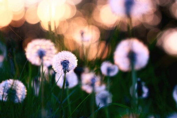 Dandelions in macro photography and green grass