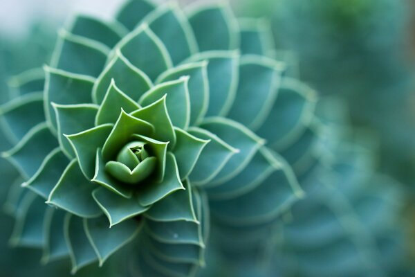 Macro shot of a flower with a blurred background