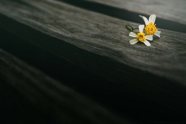 Macro d une nature morte floue de camomille