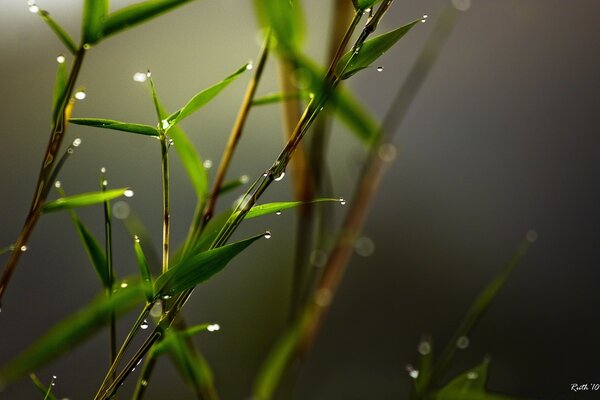 Macro photography dew on the leaves of the shoot