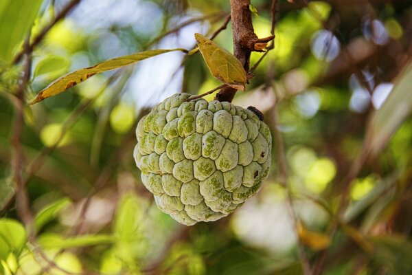 Interesting fruit tree in the sunlight