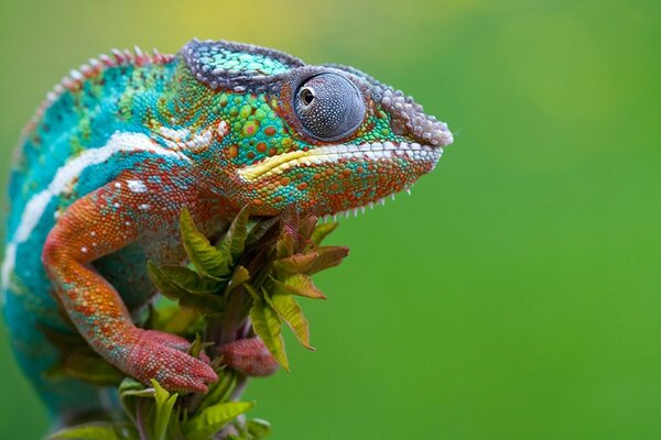 Colorful amazing lizard on green