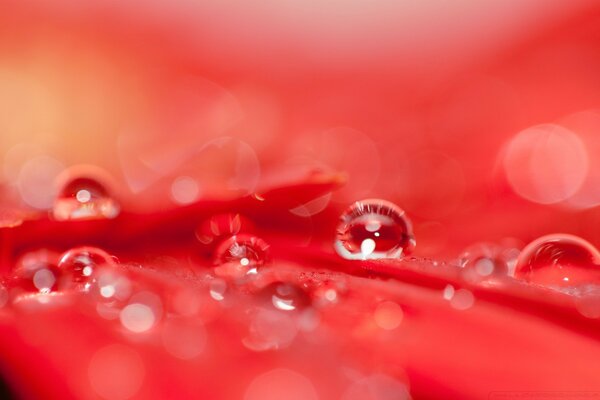 Gouttes de rosée après la pluie au soleil