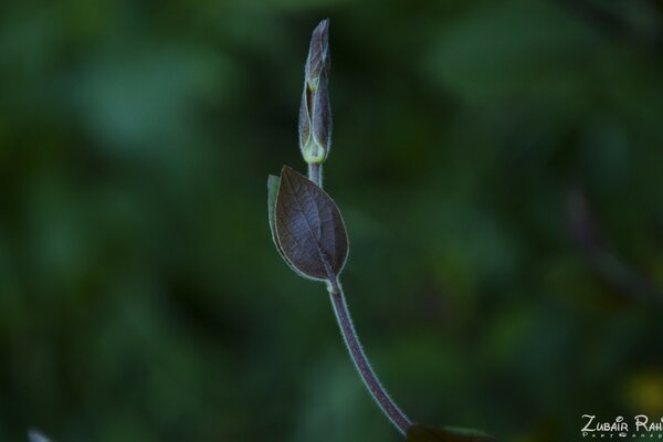 Feuille et bourgeon sur une branche en macro