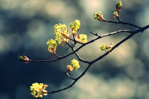 Macro photography of a tree bush with flowers