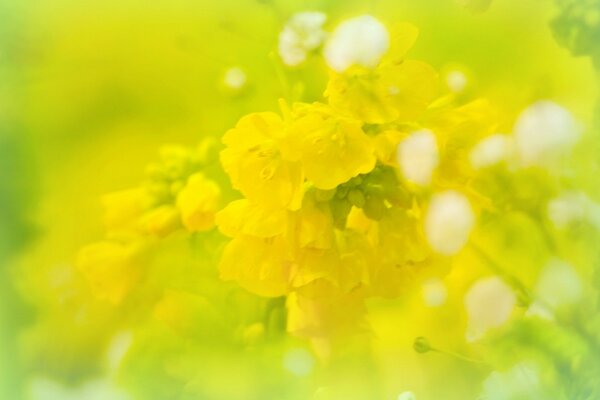 Photo macro d une fleur d été jaune