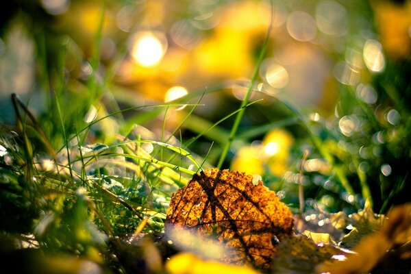 Herbstgelbes Blatt im Gras