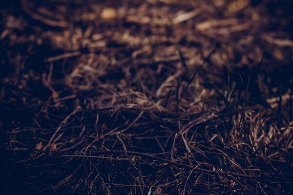 Macro photography of brown grass