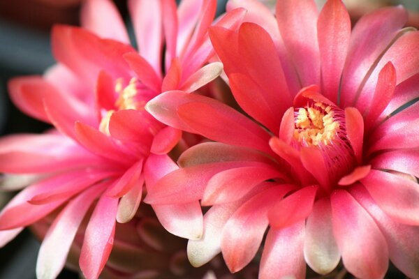 Flores de color rosa brillante con un centro amarillo