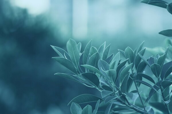 Image saturée d une branche de ficus