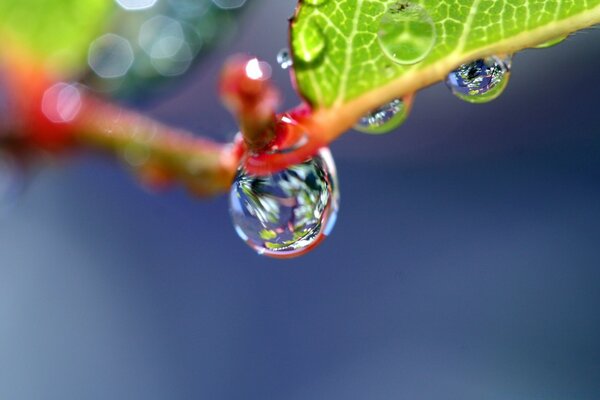 Macro fotografía una gota de lluvia en una hoja verde