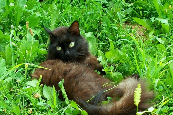 Verano, hierba y sin problemas, porque soy un gato