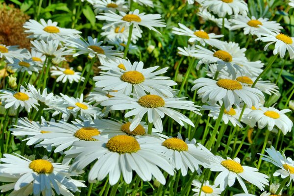 Fresh herbs, medicinal flowers