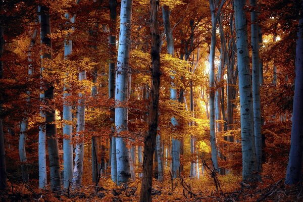 Die Sonne hat sich im Herbstwald verirrt