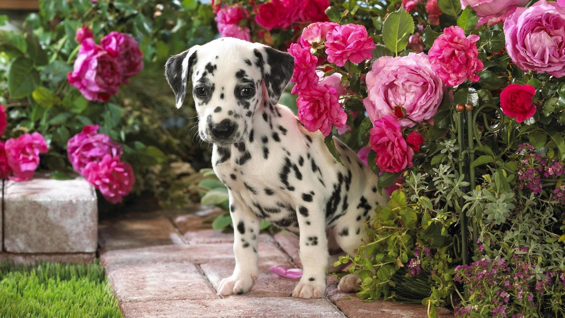 dogs garden flower nature flora summer little