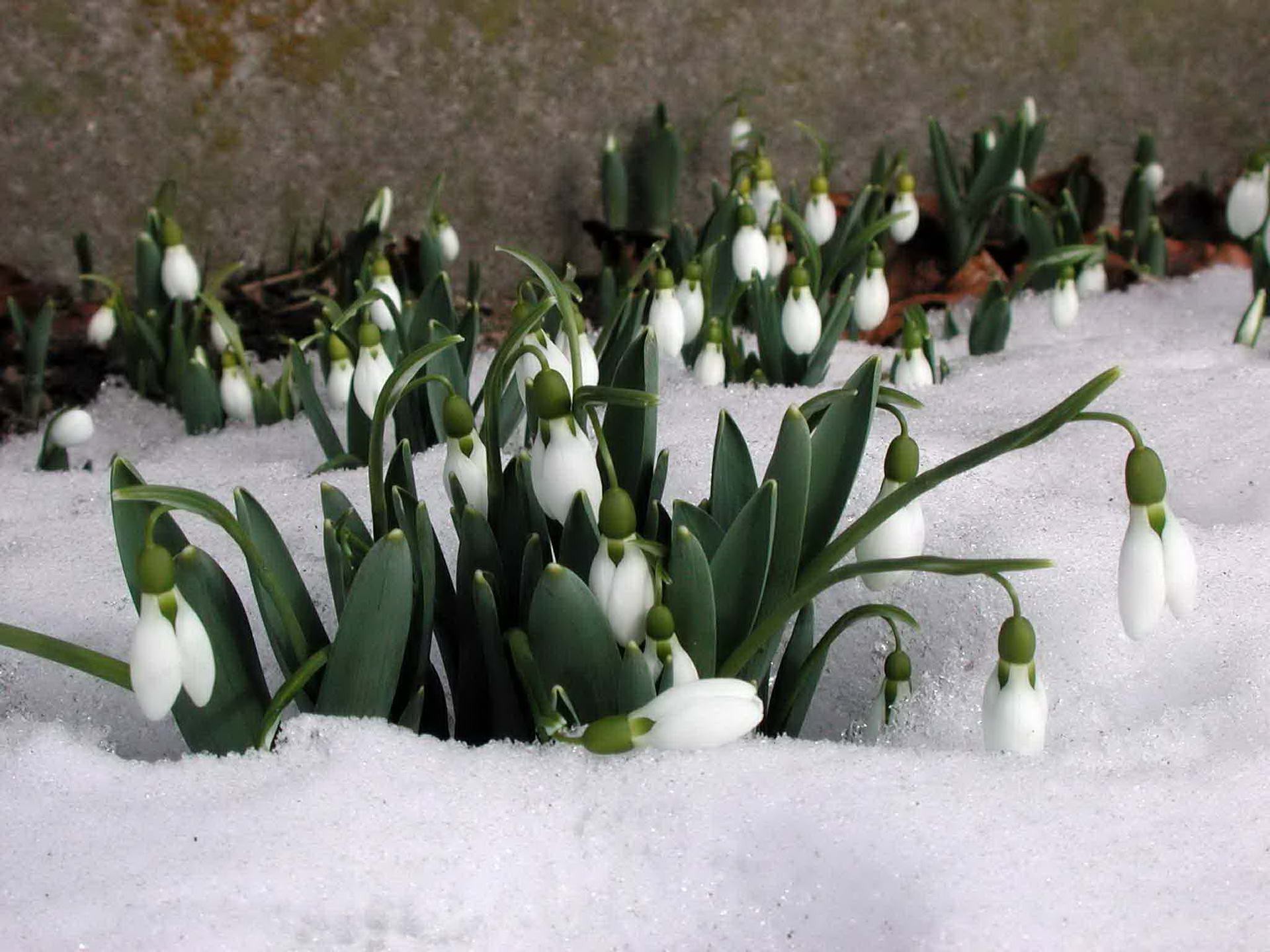 blumen im schnee schnee winter blume natur jahreszeit blatt park garten im freien ostern flora gras blumen strauß unschärfe früh kumpel blütenblatt gutes wetter