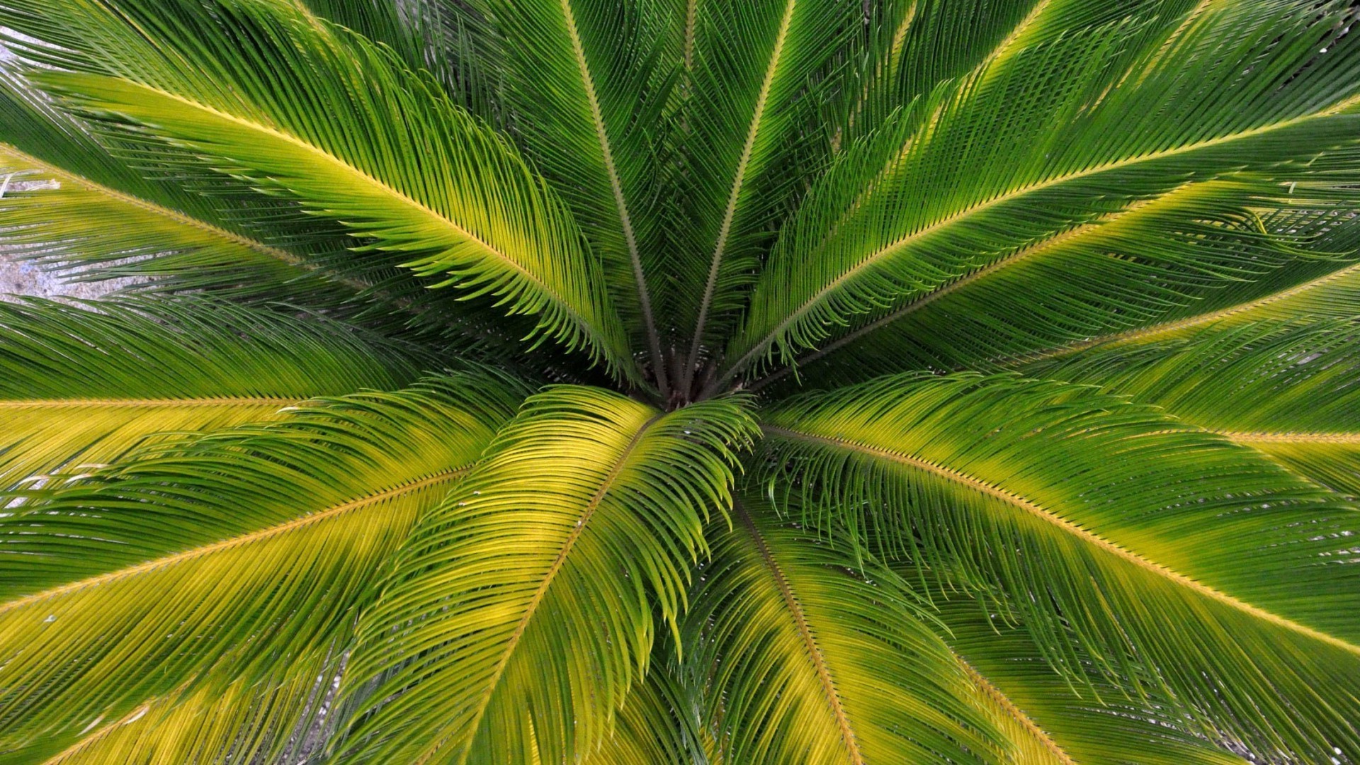 liście tropikalny liść palm lato flora natura egzotyczne pulpit fronde jasne drzewo kokosowy ogród kolor świeżość bujne