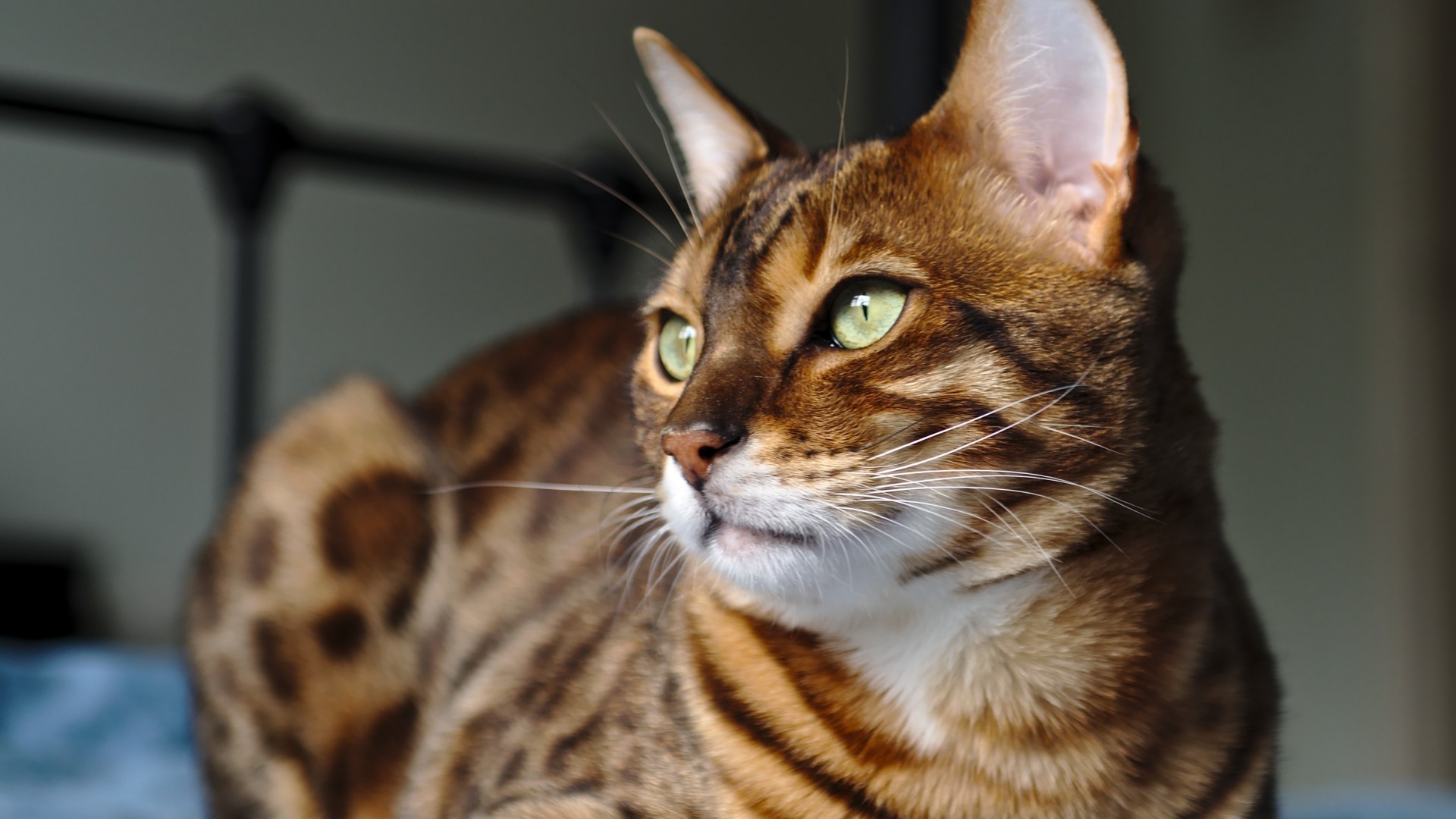 gato piel lindo gato mamífero animal ojo retrato mascota bigote ver pequeño naturaleza joven