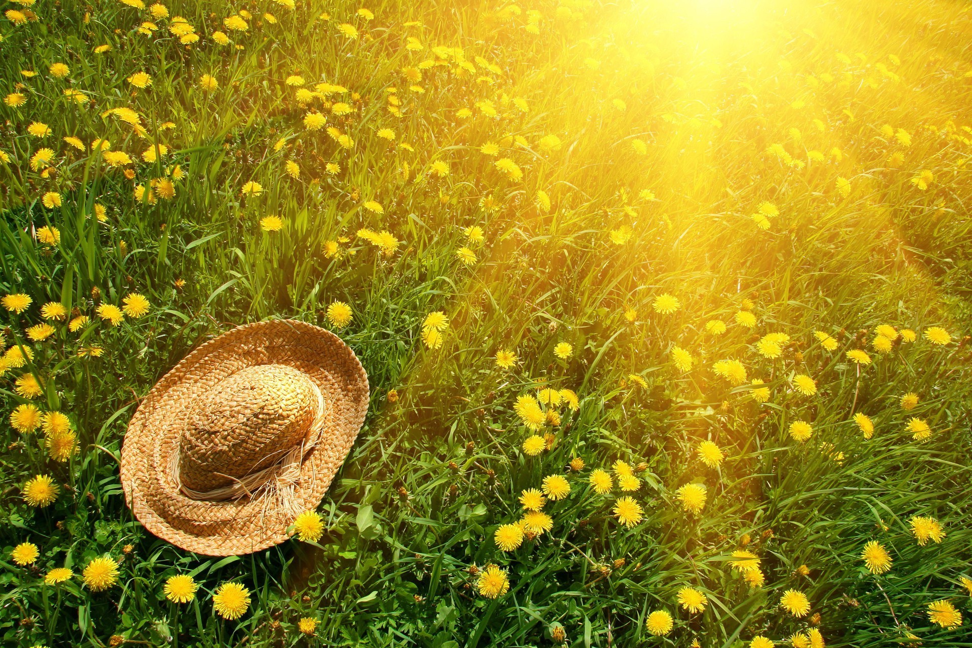 sommer gras feld natur heuhaufen flora des ländlichen sonne blume jahreszeit gutes wetter farbe im freien blatt land landschaft hell garten sonnig