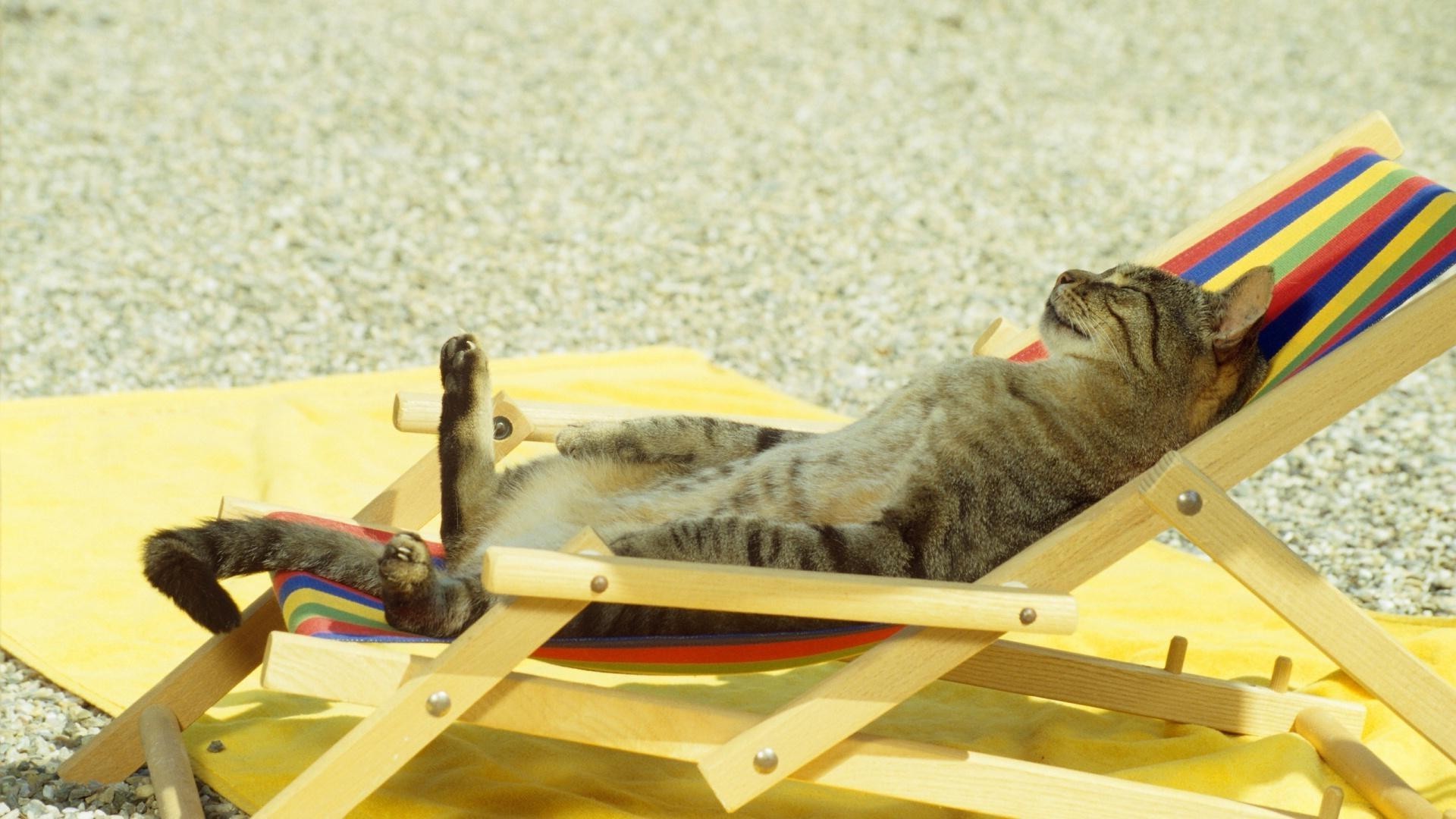 gatti riposo matita gatto uno mobili legno mammifero