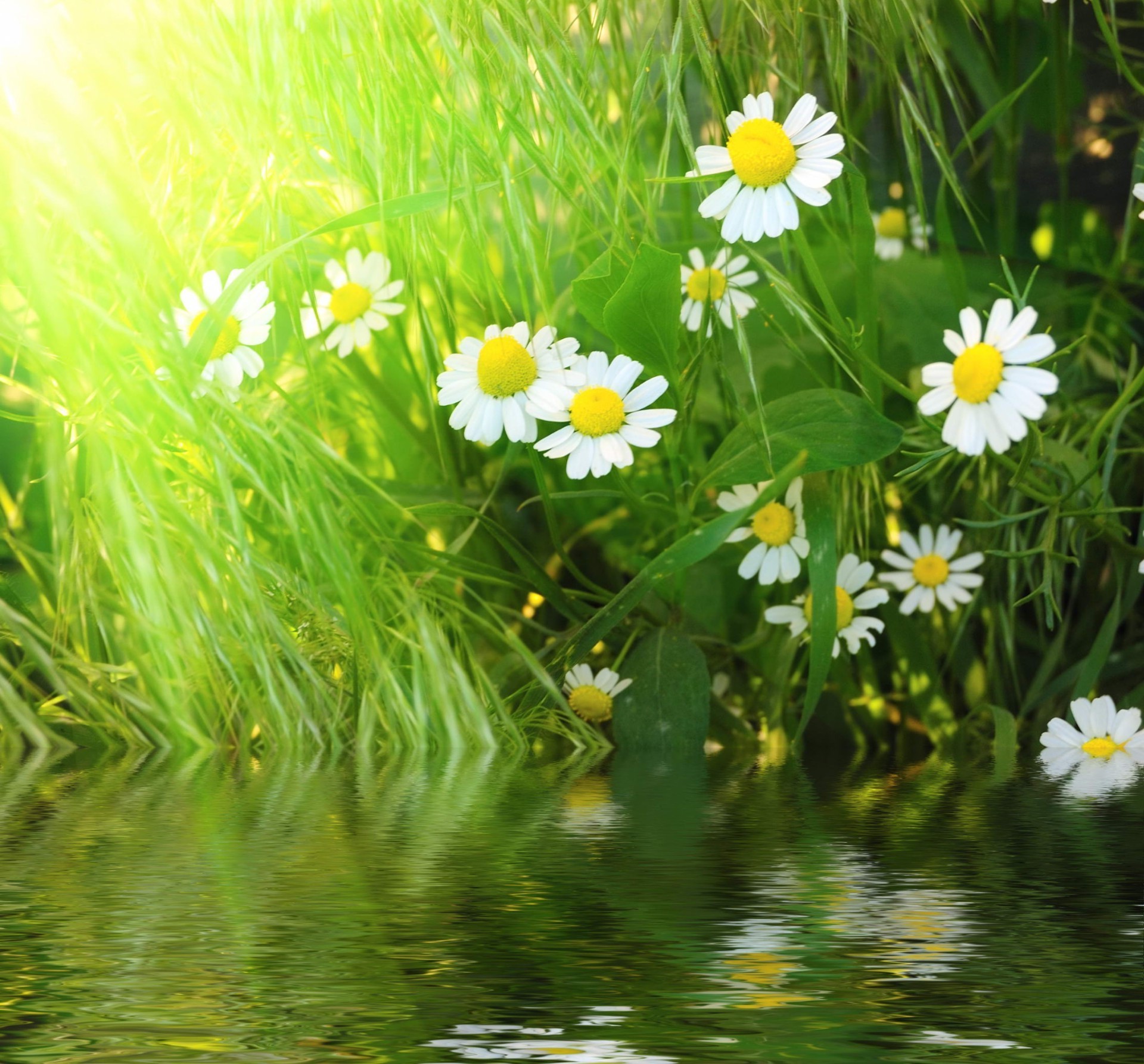 rivières étangs et ruisseaux étangs et ruisseaux été nature flore herbe foin fleur champ feuille environnement soleil lumineux jardin beau temps fraîcheur rural croissance pelouse couleur saison marguerites