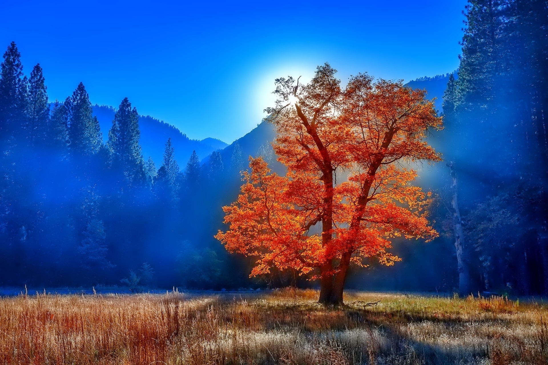 trees wood tree landscape fall nature scenic outdoors conifer snow season evergreen dawn