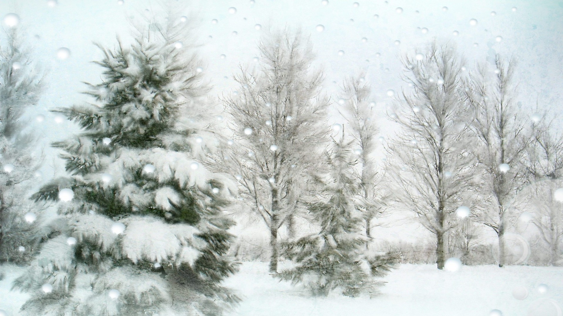 invierno nieve escarcha frío árbol pino congelado temporada helada tiempo abeto hielo abeto madera tormenta de nieve blanco nieve navidad coníferas rama