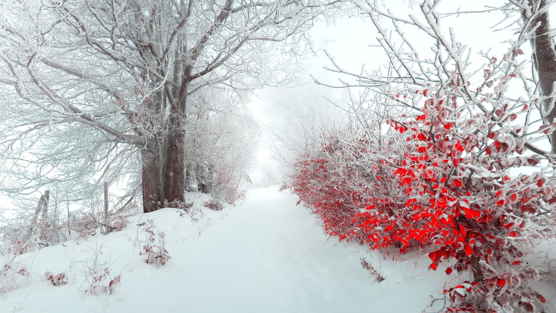 hiver neige gel froid arbre congelé branche bois saison météo glace givré paysage tempête de neige neige-blanc brouillard scénique neigeux