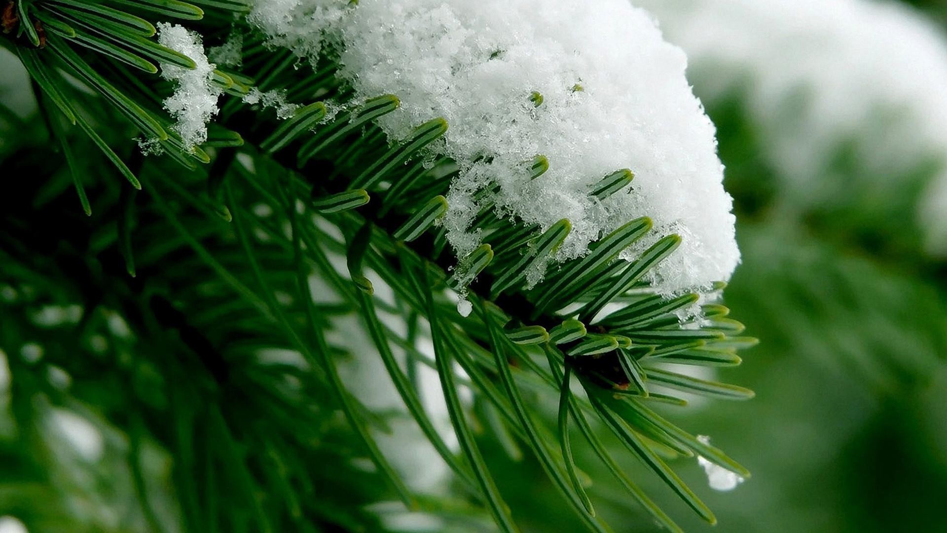 plantas inverno natal árvore evergreen borrão feriado temporada natureza decoração neve pinho folha brilhante agulhas close-up luz ao ar livre coníferas flora