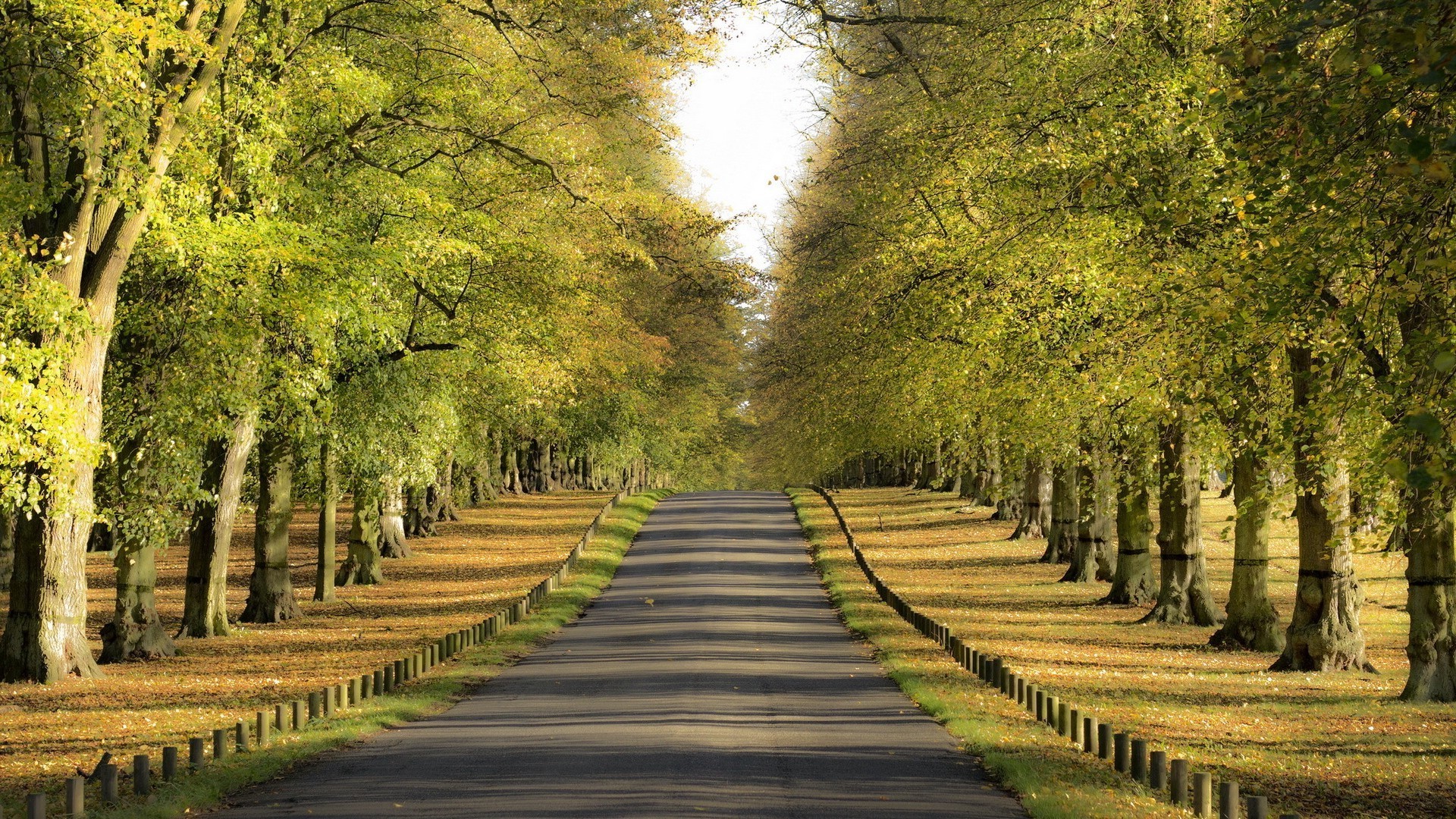 estate albero legno guida strada foglia natura parco paesaggio autunno all aperto vicolo stagione rurale pittoresco campagna sentiero bel tempo vicolo erba