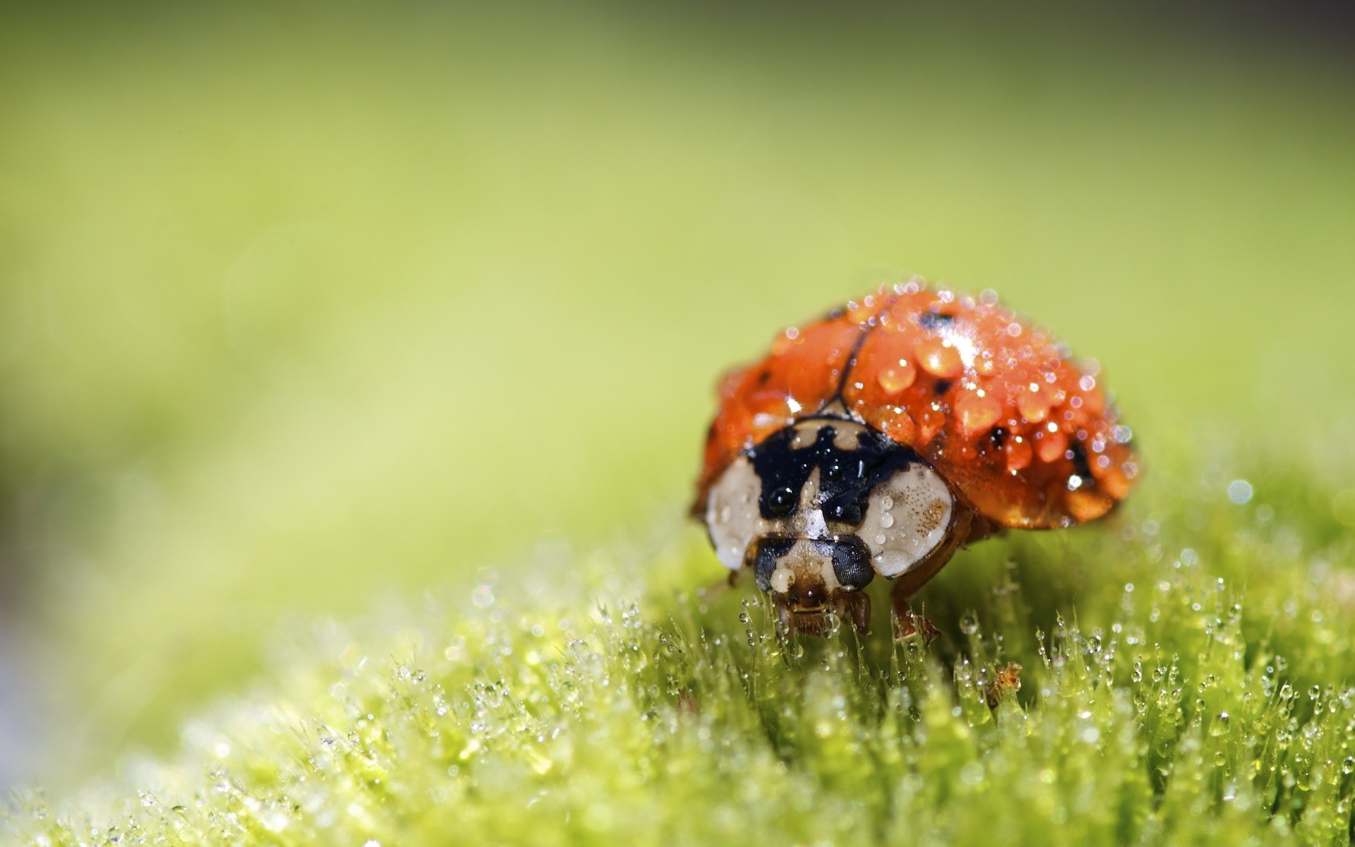 makroaufnahme insekt natur käfer marienkäfer sommer wenig spinne gras im freien blatt winzige tierwelt schließen garten biologie tier regen