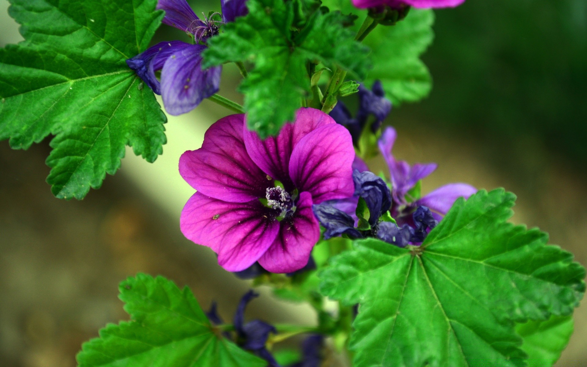 makro liść natura flora ogród kwiat lato wzrost kolor zbliżenie jasny na zewnątrz