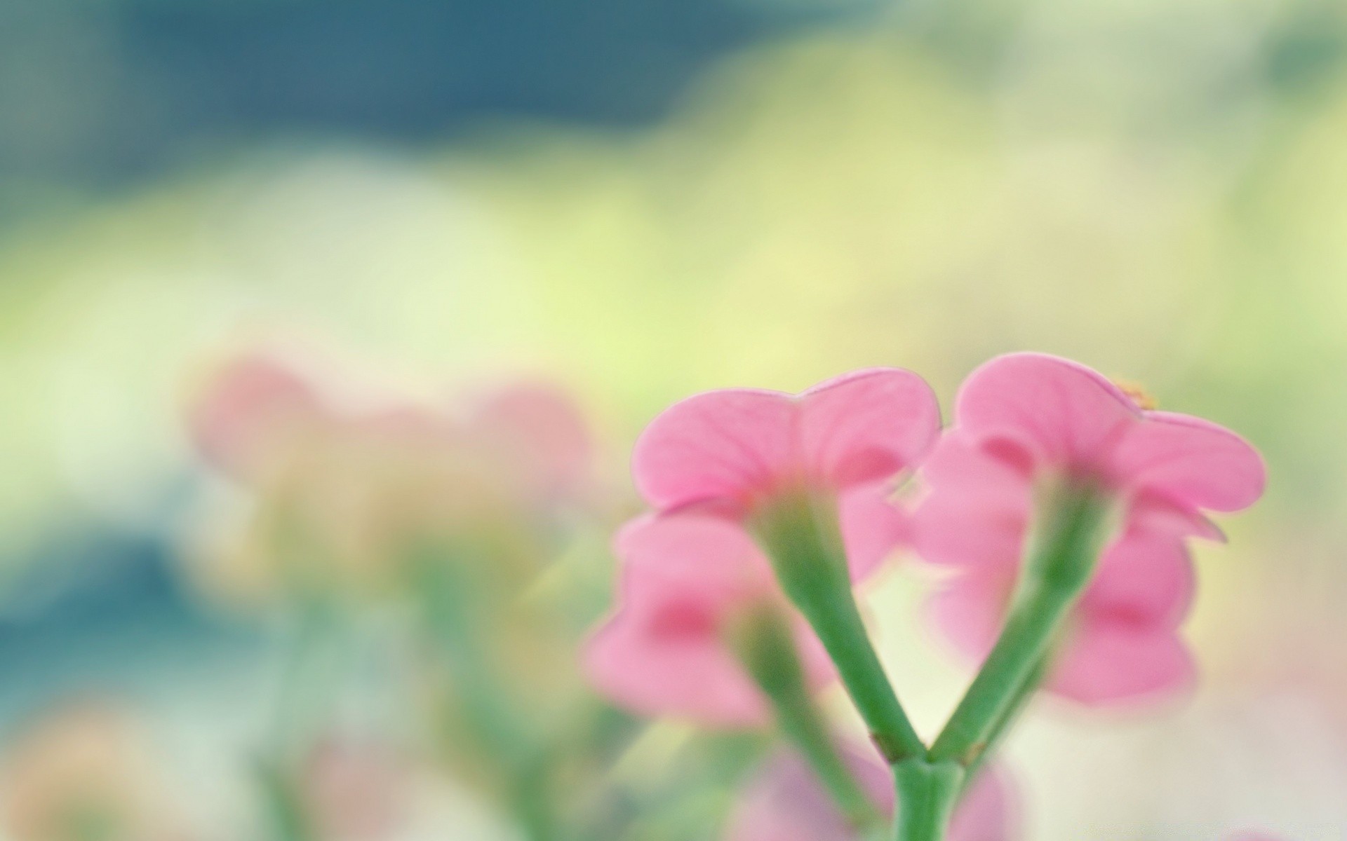 宏观摄影 自然 花 夏天 植物群 花园 叶 明亮 增长 领域 好天气 户外 颜色 模糊 草 太阳 花瓣 花卉