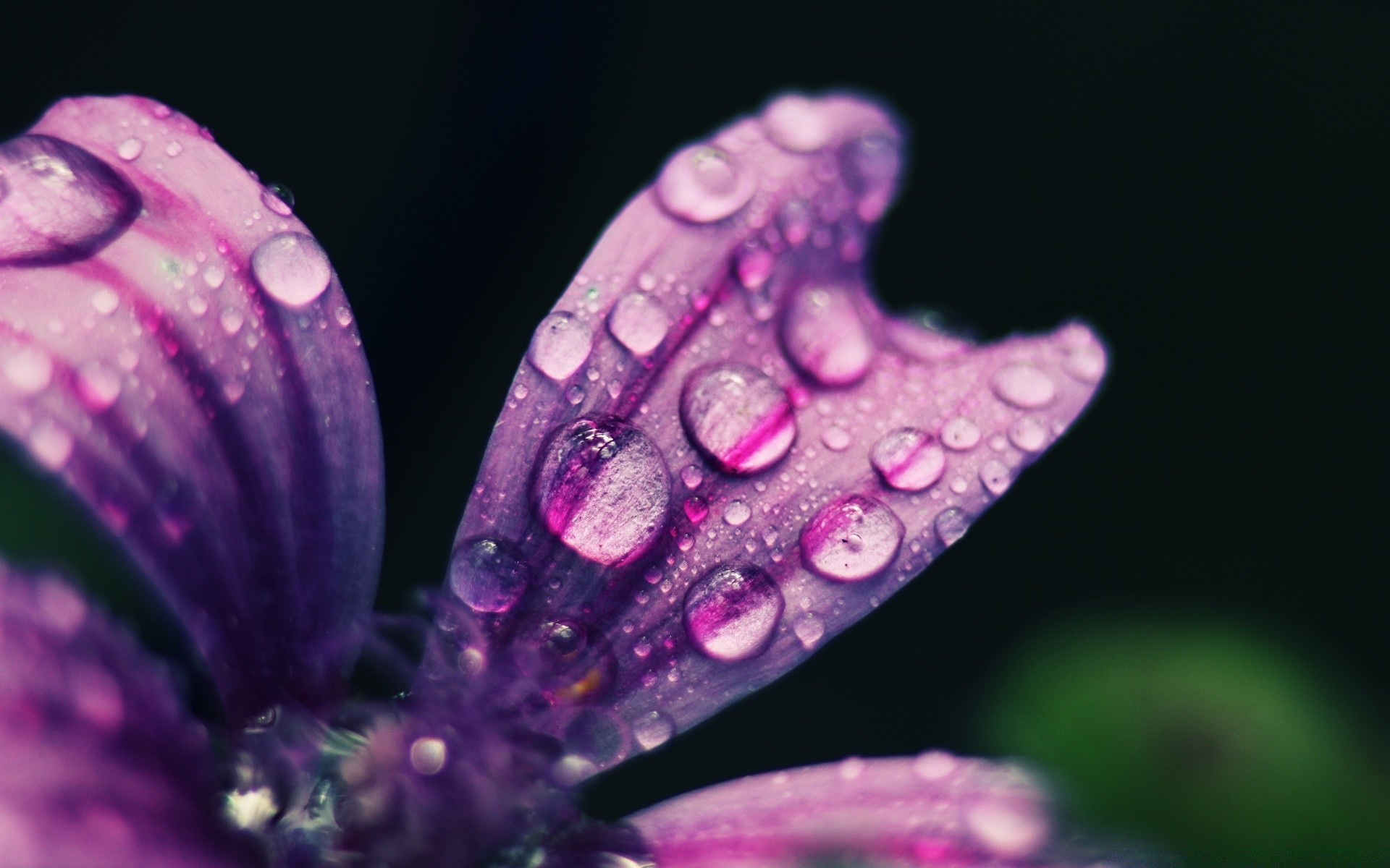 macro flower nature flora beautiful color garden summer close-up bright petal desktop floral leaf dew blooming light outdoors