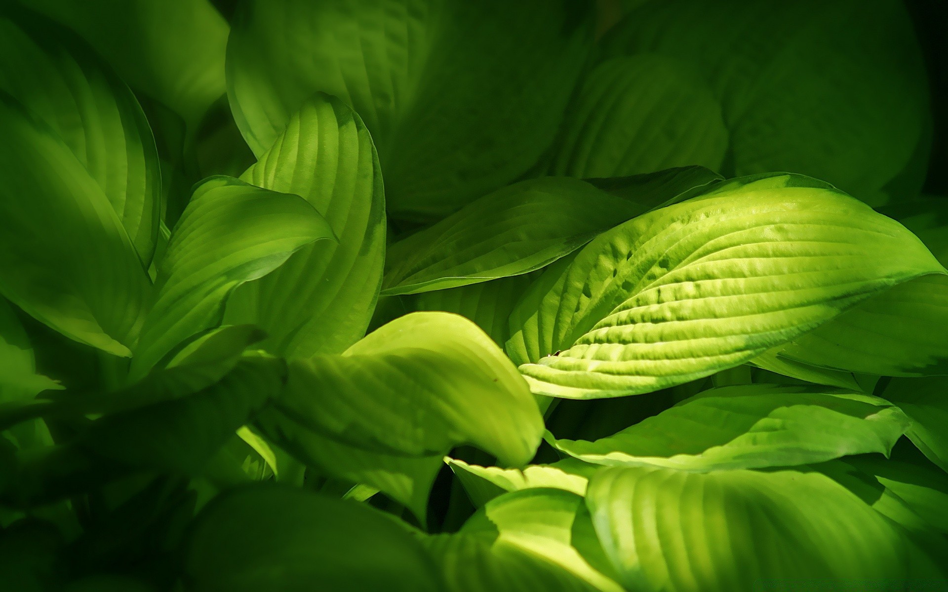 makro liść flora natura ogród lato zbliżenie wzrost pulpit