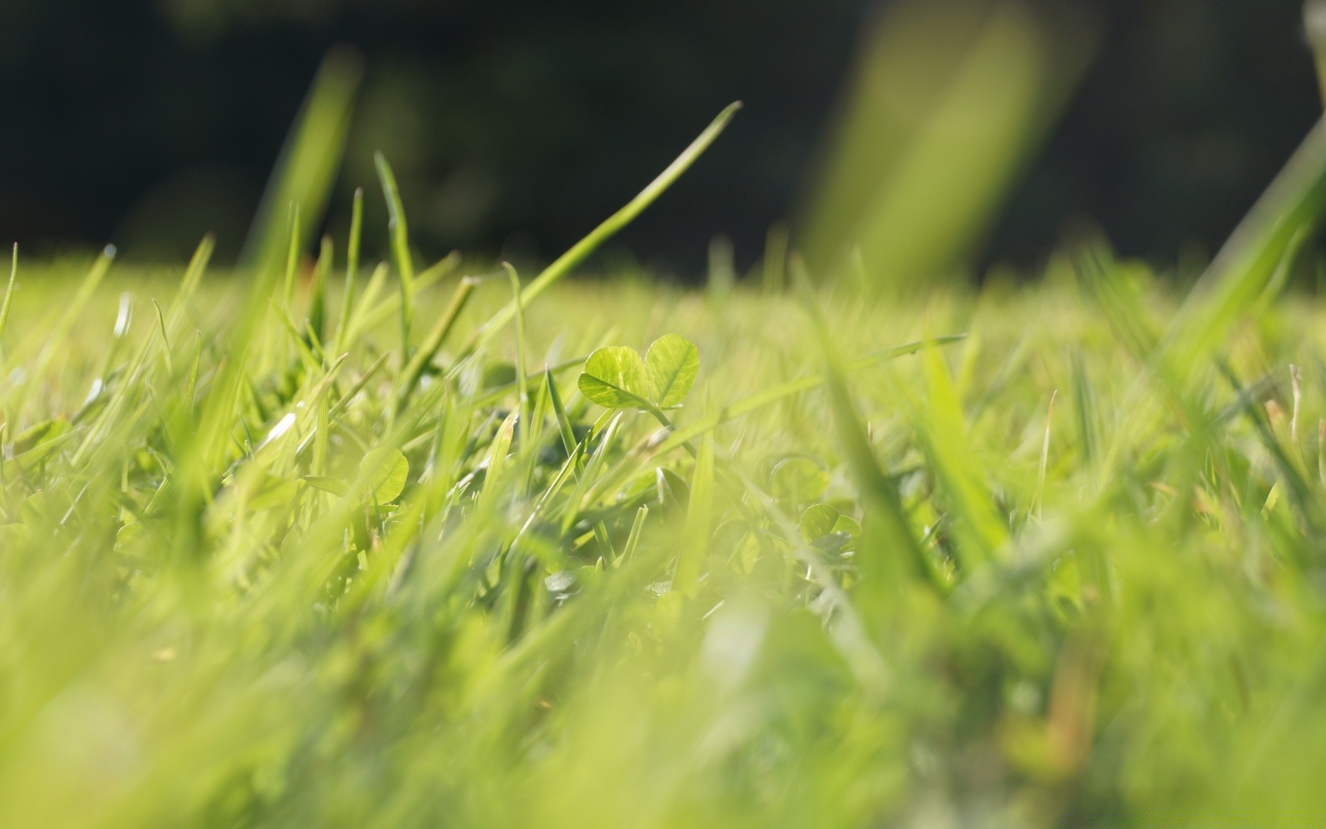 makroaufnahme gras wachstum blatt flora sommer natur rasen üppig feld tau medium garten heuhaufen sonne frische des ländlichen gutes wetter morgendämmerung weide klinge