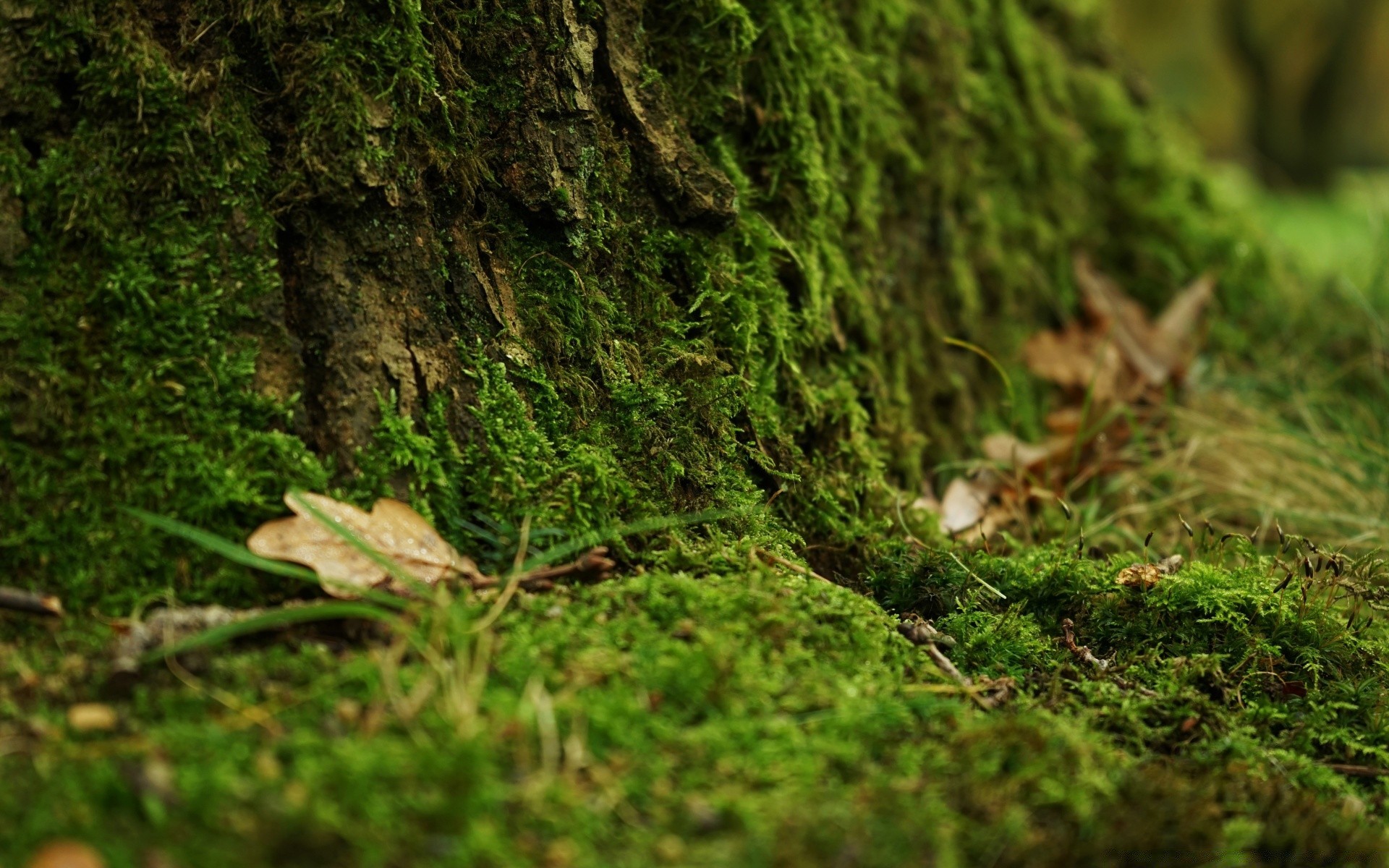 macro muschio legno natura foglia flora albero ambiente desktop struttura crescita parco paesaggio all aperto close-up stagione estate giardino erba tronco