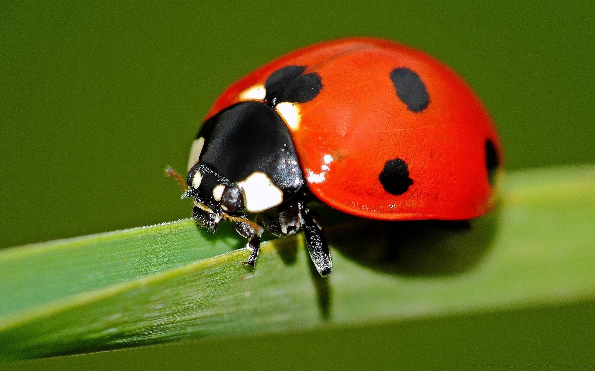 macro ladybug insect beetle nature biology wildlife tiny little summer zoology