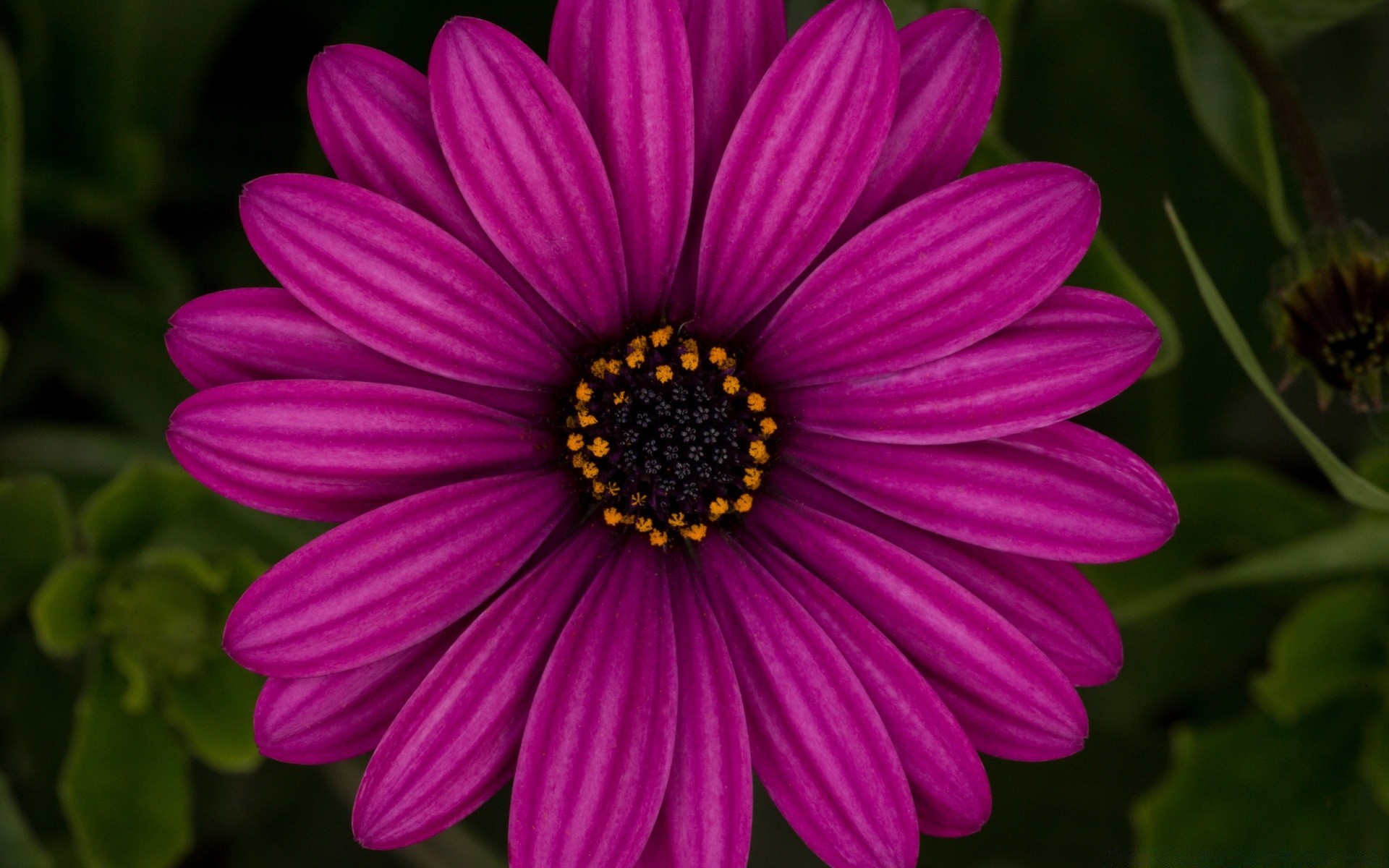 macro fleur nature flore jardin pétale couleur été bluming floral beau lumineux feuille