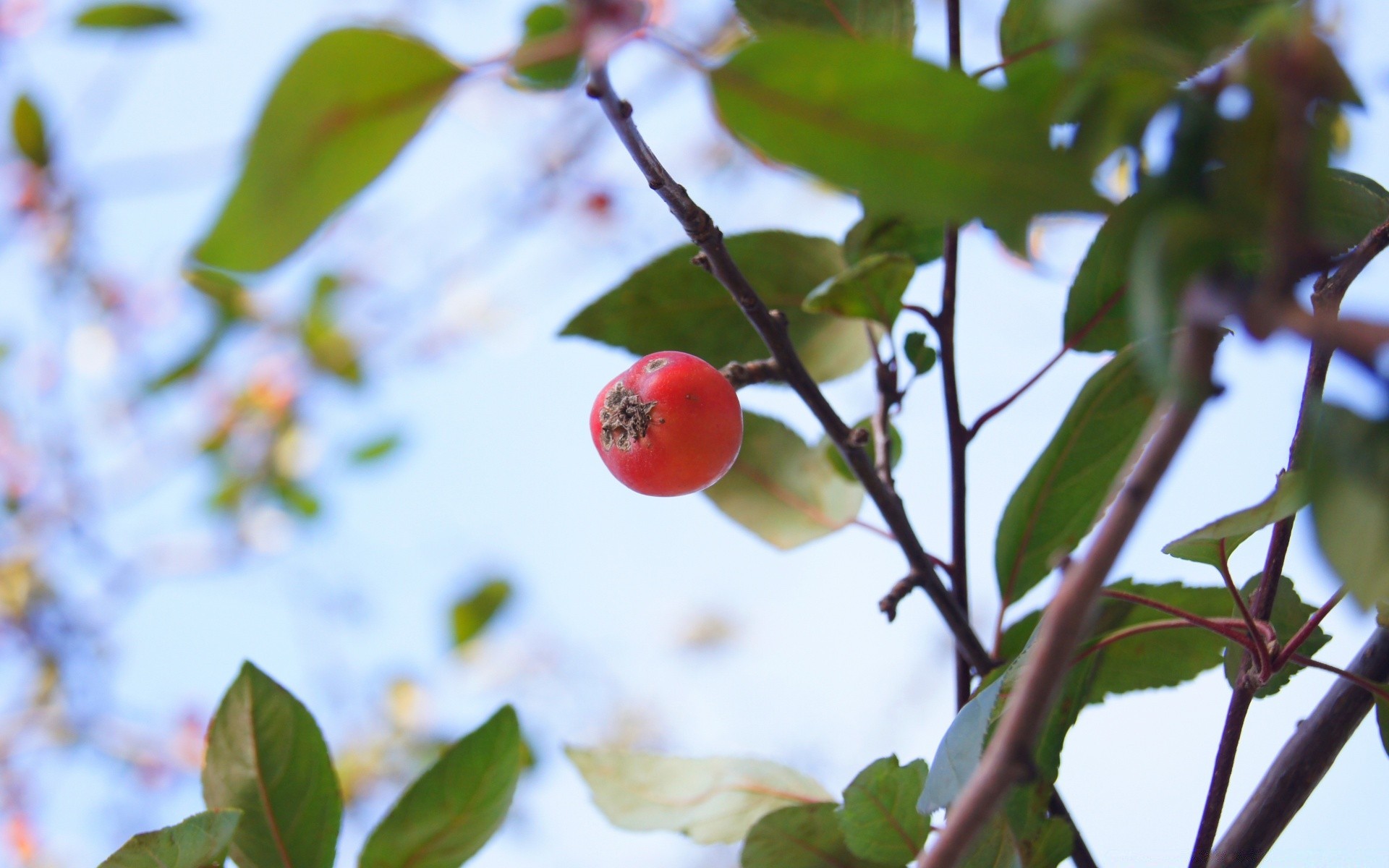 makroaufnahme blatt obst baum natur zweig garten flora essen im freien apfel wachstum blume sommer unschärfe wachsen