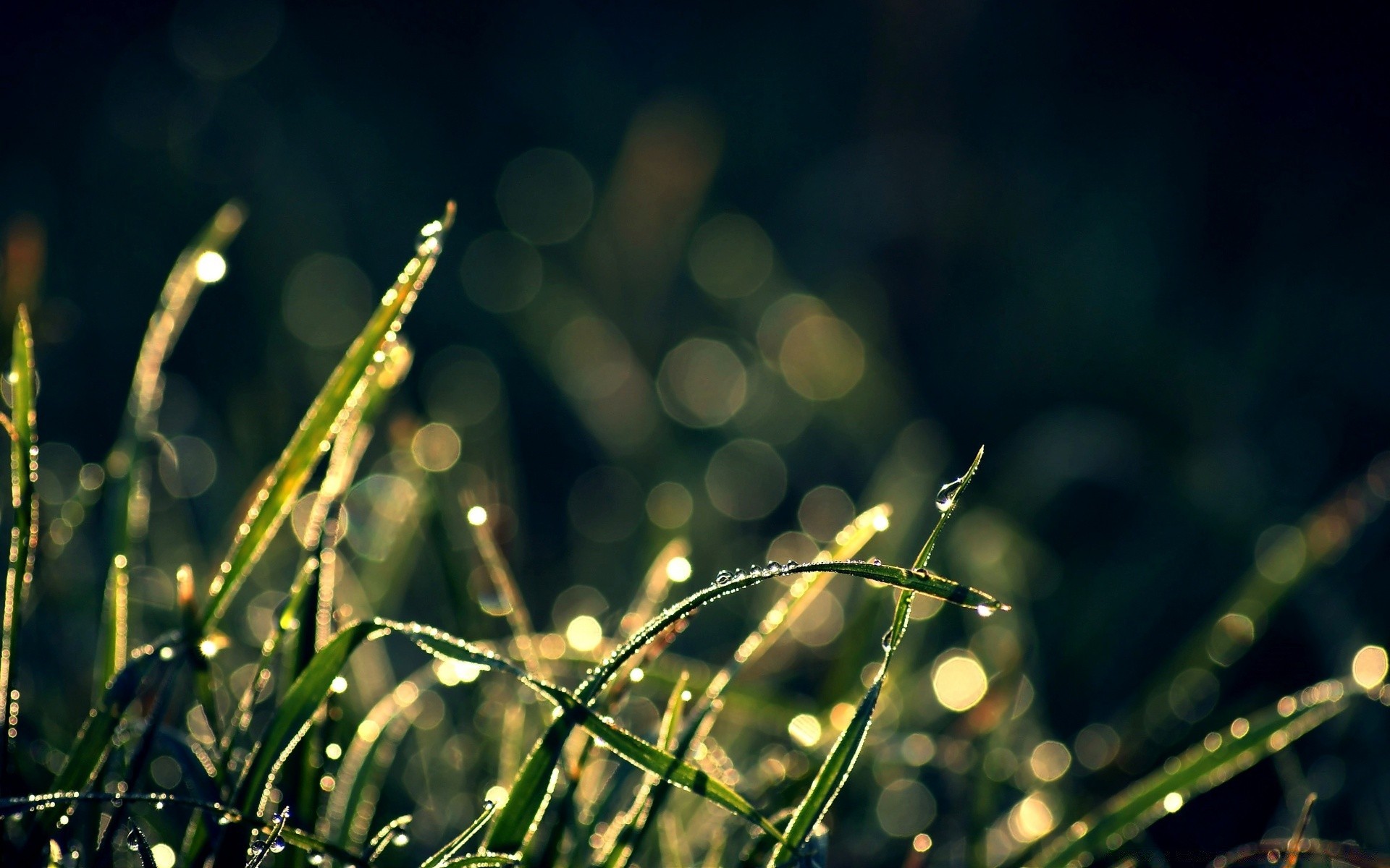 macro dew rain flora dawn leaf nature grass sun drop light growth summer field garden fair weather dof