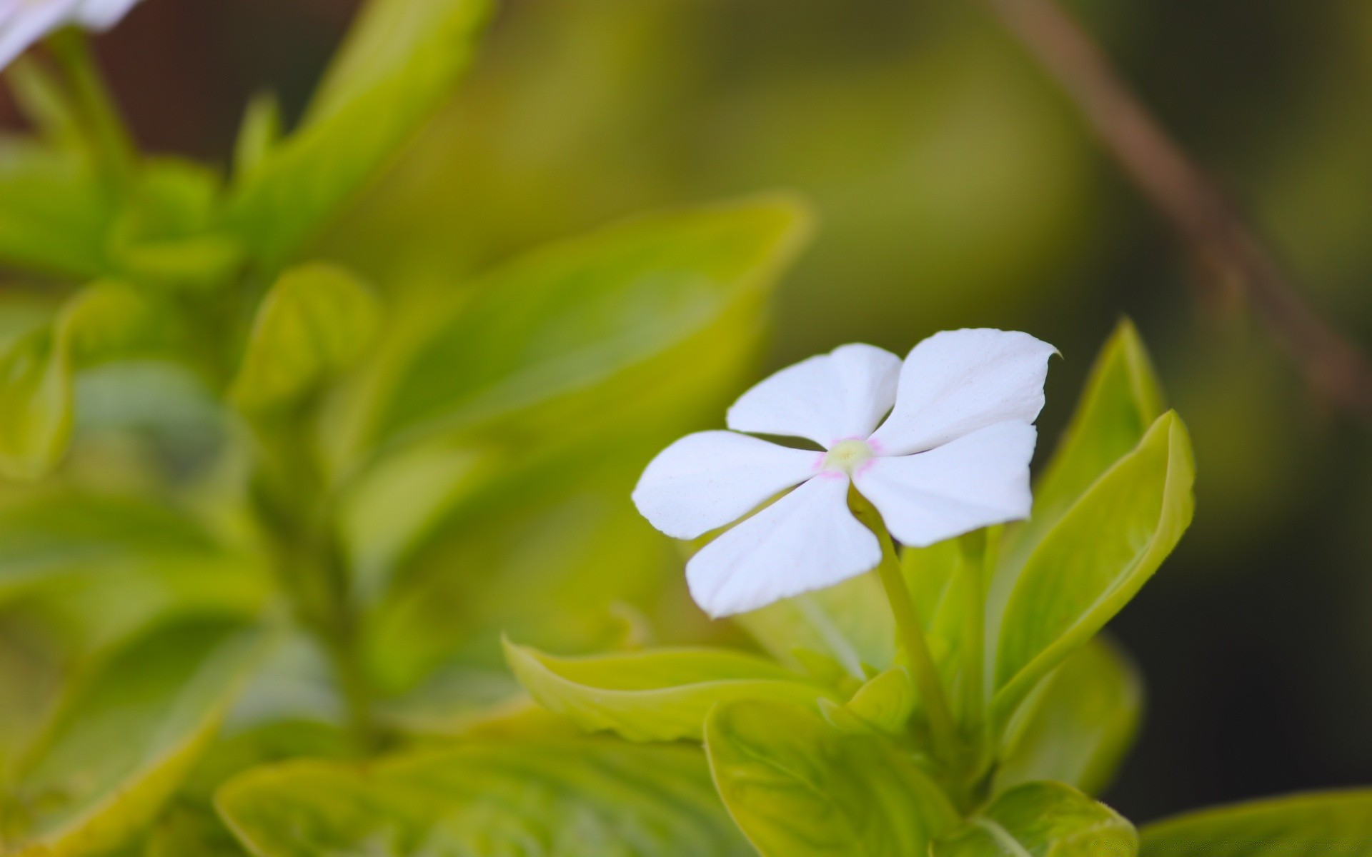 makro fotoğrafçılığı yaprak doğa flora bahçe yaz büyüme yakın çekim çiçek ortamlar bitkisel güzel hava koşulları açık havada tropikal bulanıklık tazelik parlak