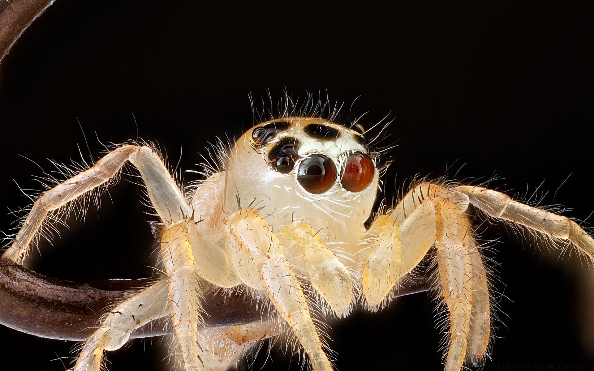 makro fotoğrafçılığı örümcek omurgasızlar araknidler böcek doğa hayvan yaban hayatı kıllı yakın çekim ürkütücü tehlike