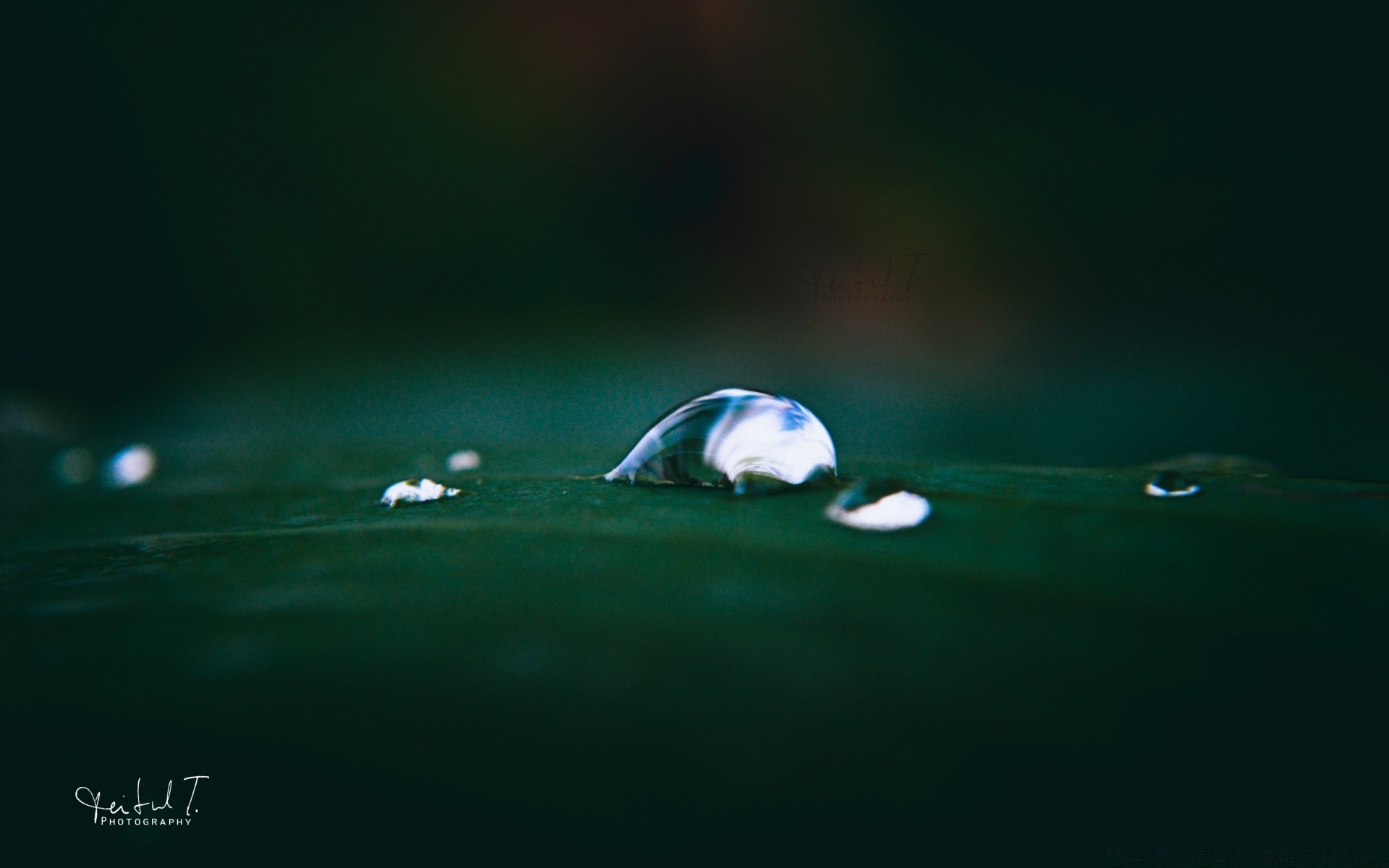 macro eau nature pluie humide à l extérieur chute nettoyer flou