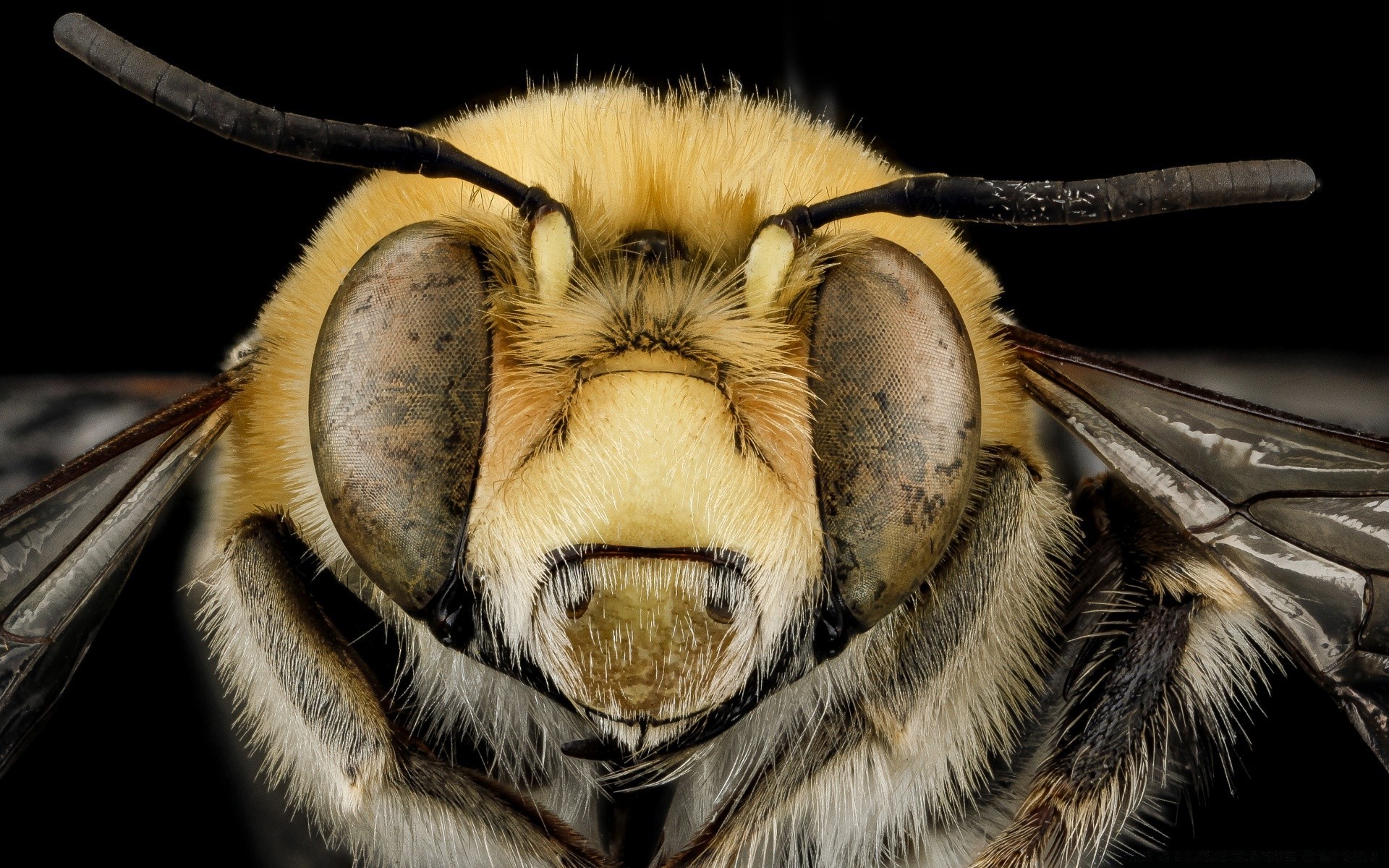 macro animal insect nature wildlife wing wild fly